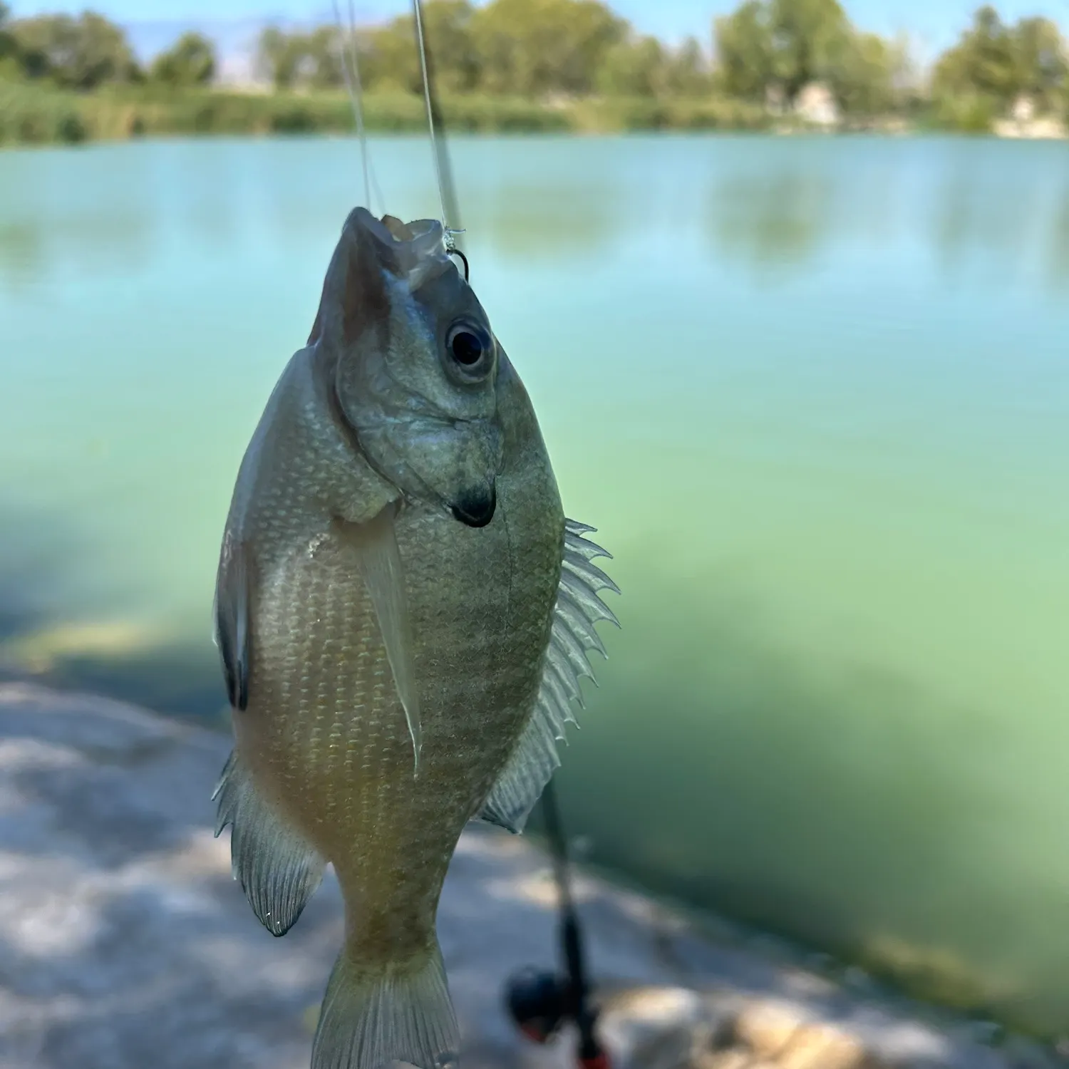 Bluegill caught on Fishbrain