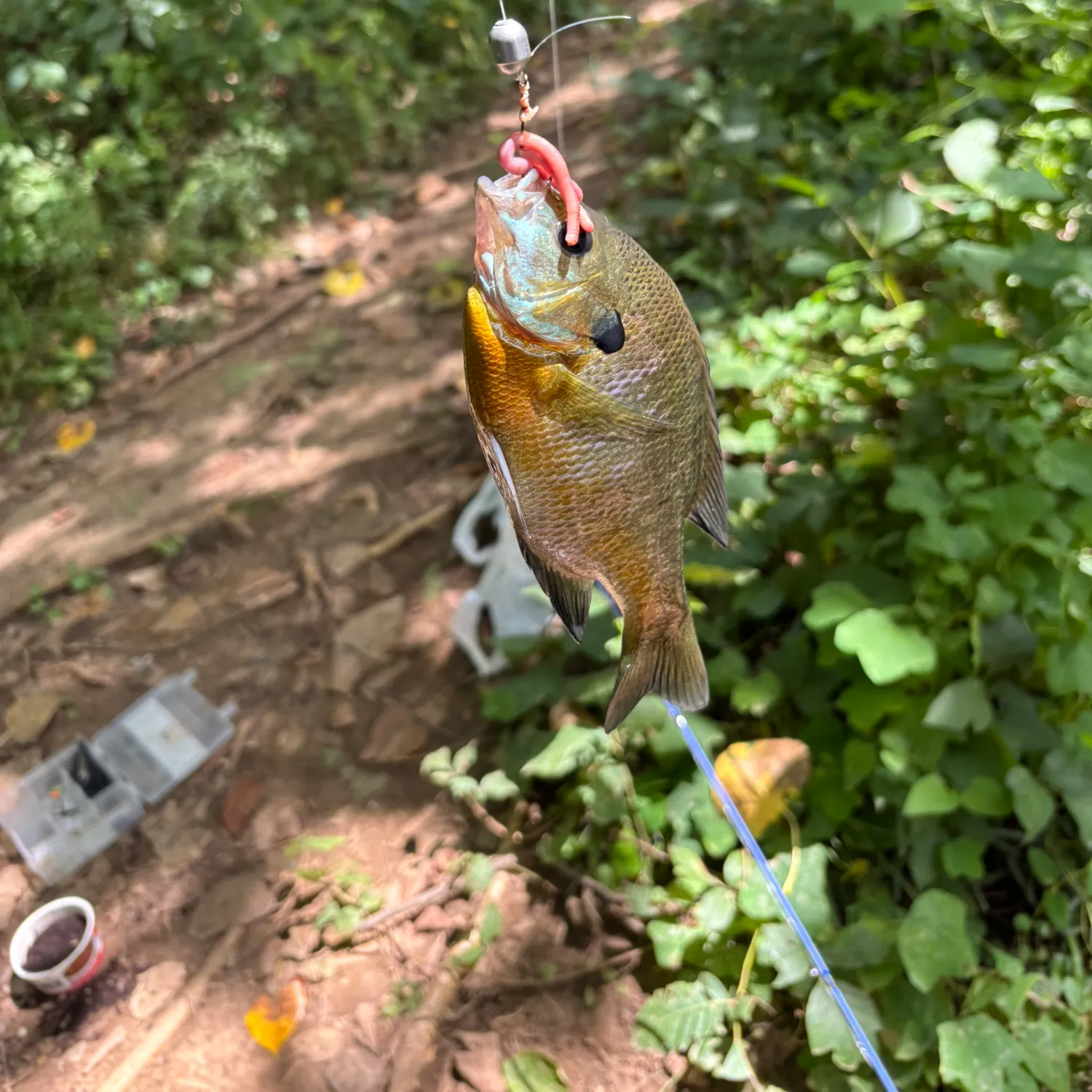 catch