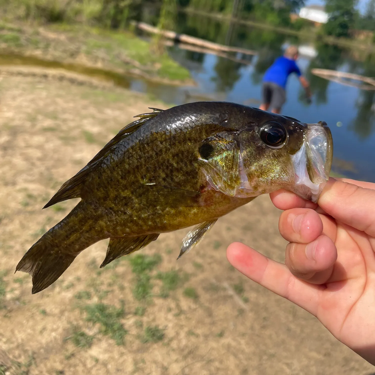 The most recent Wargill hybrid catches on Fishbrain