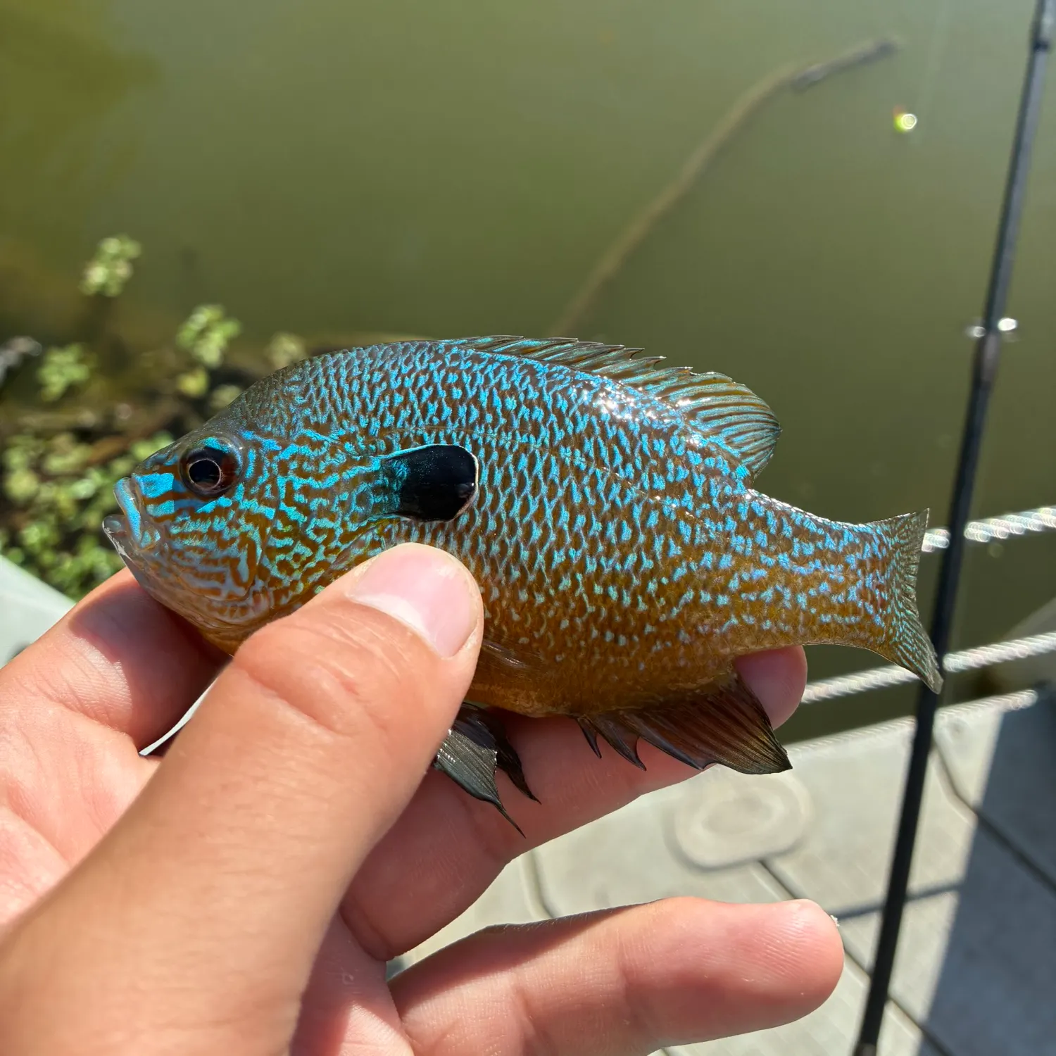 Longear sunfish caught on Fishbrain