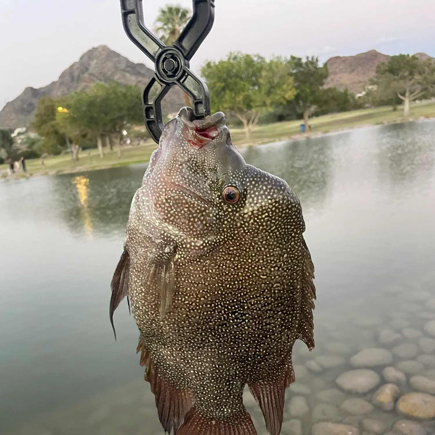 Rio Grande cichlid caught on Fishbrain