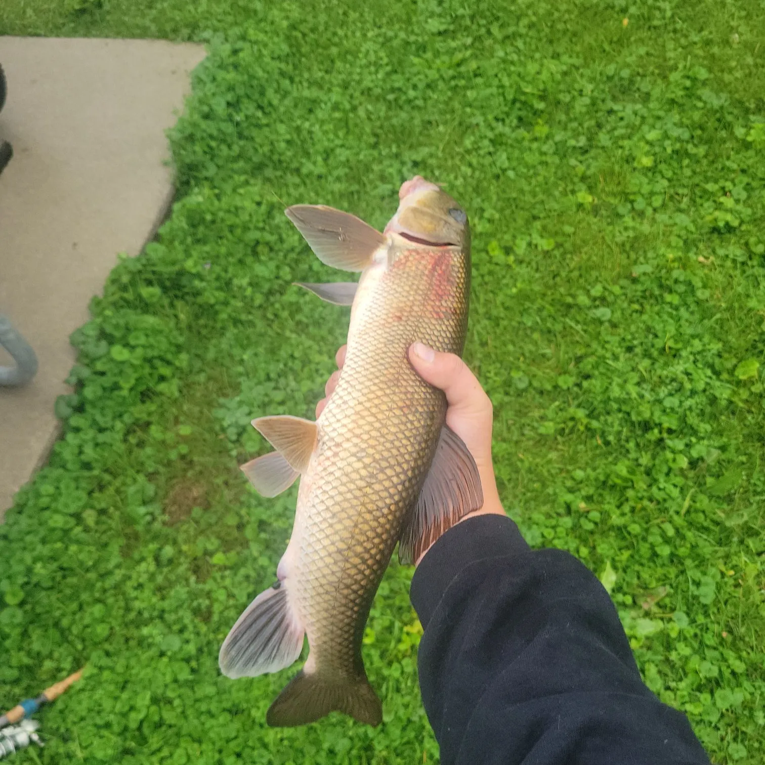 White sucker caught on Fishbrain