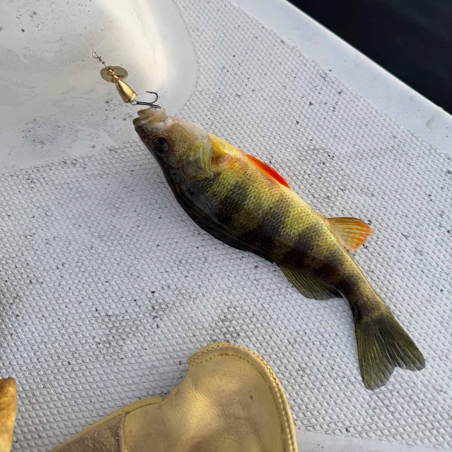 Yellow perch caught on Fishbrain