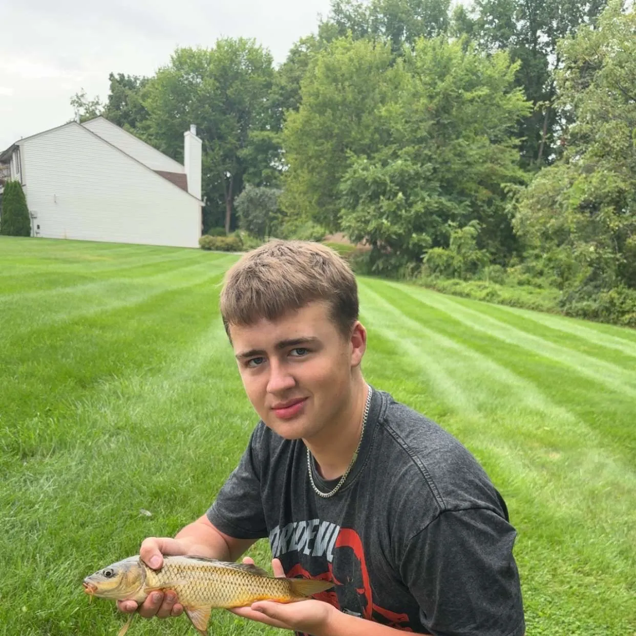 Common carp caught on Fishbrain