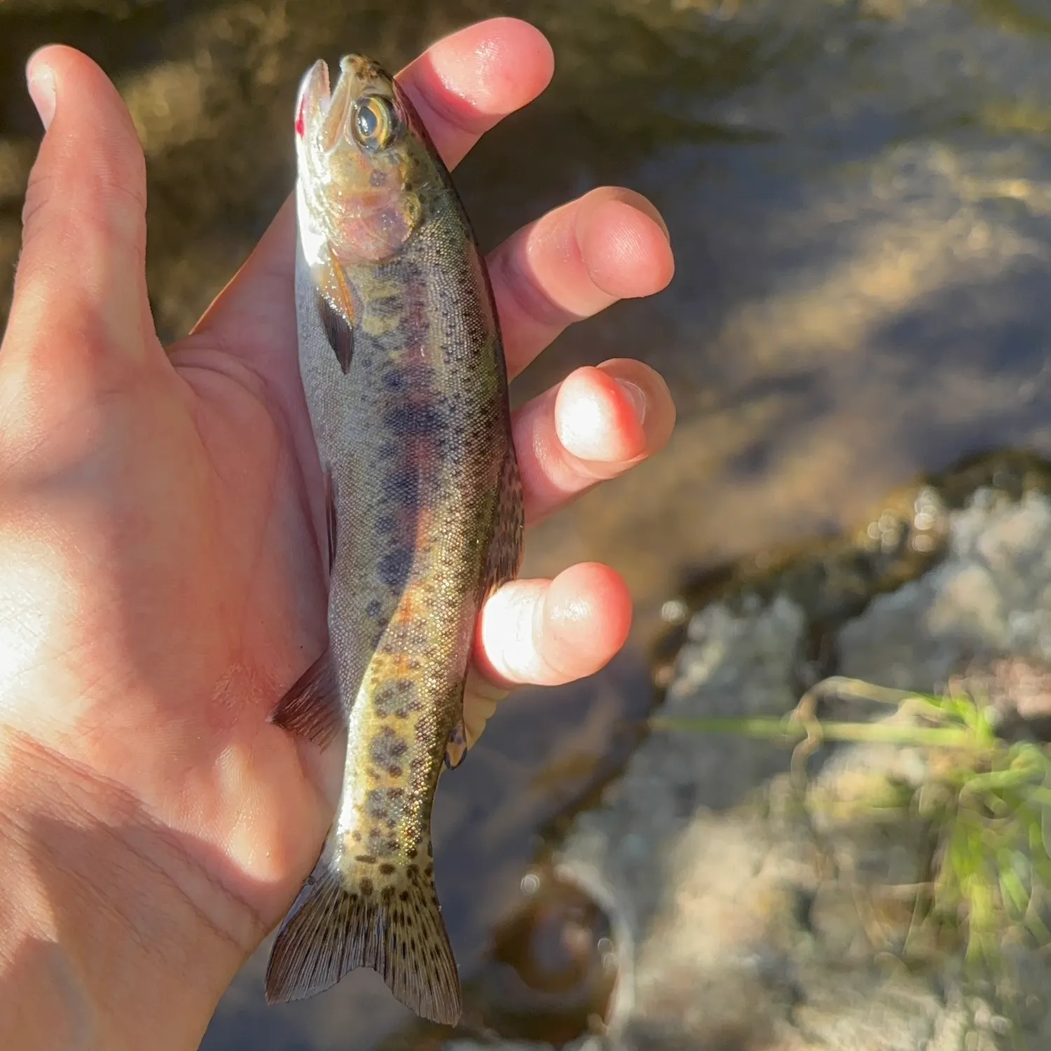 The most recent McCloud river redband trout catches on Fishbrain