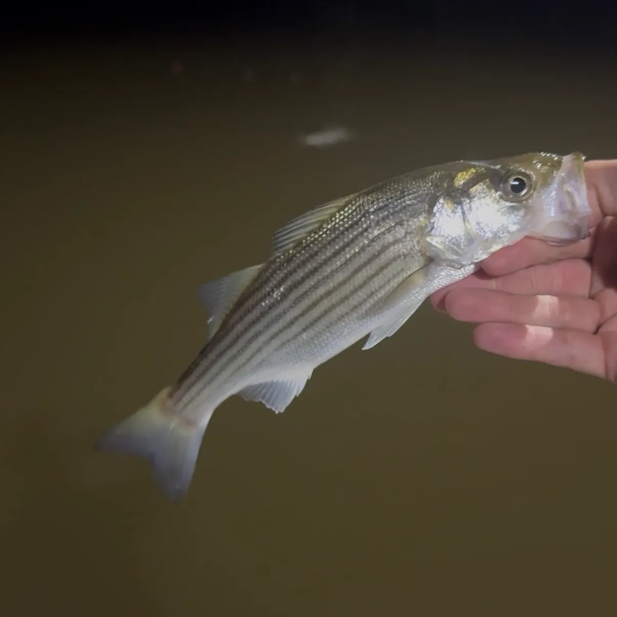 Striped bass caught on Fishbrain