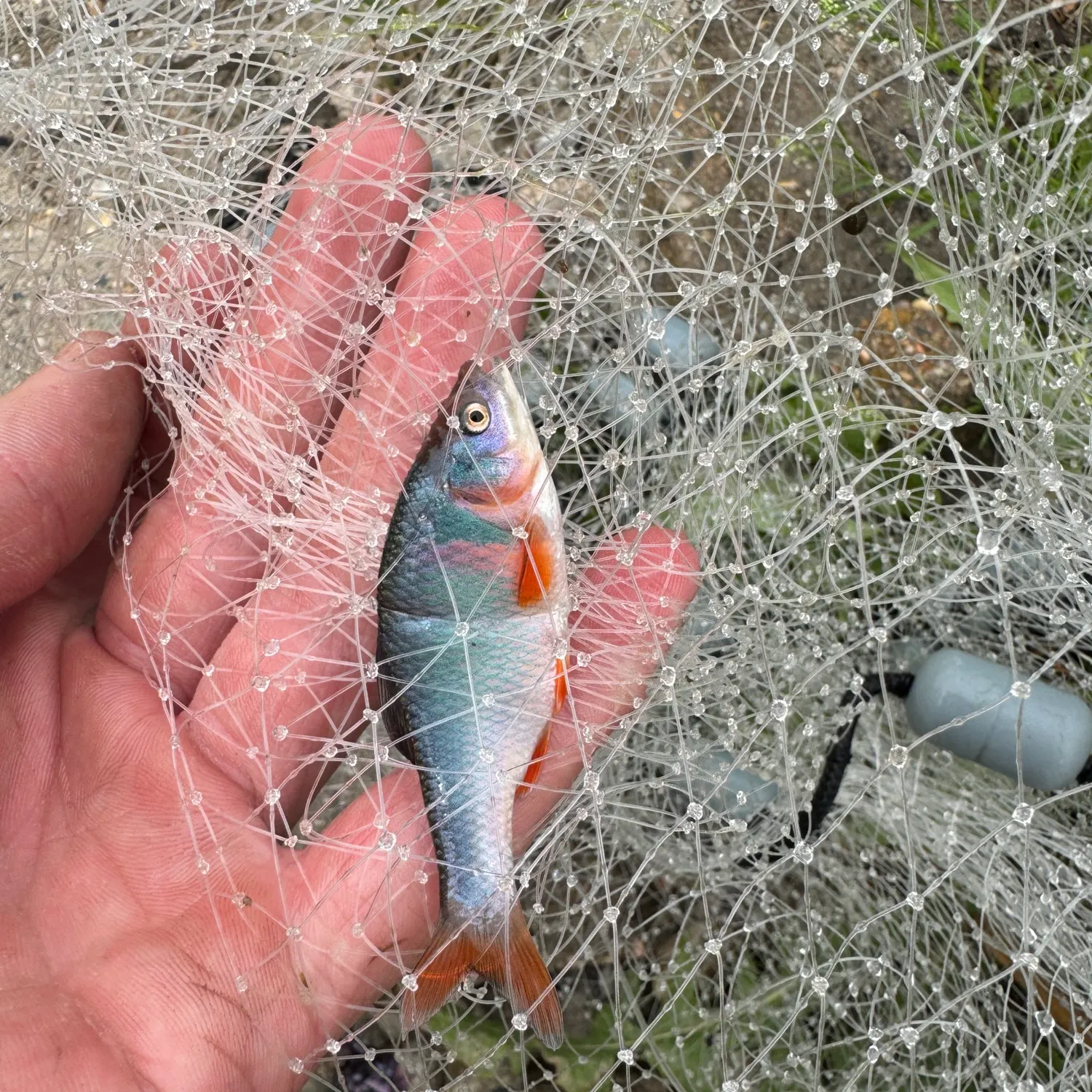 The most recent Gray redhorse catches on Fishbrain