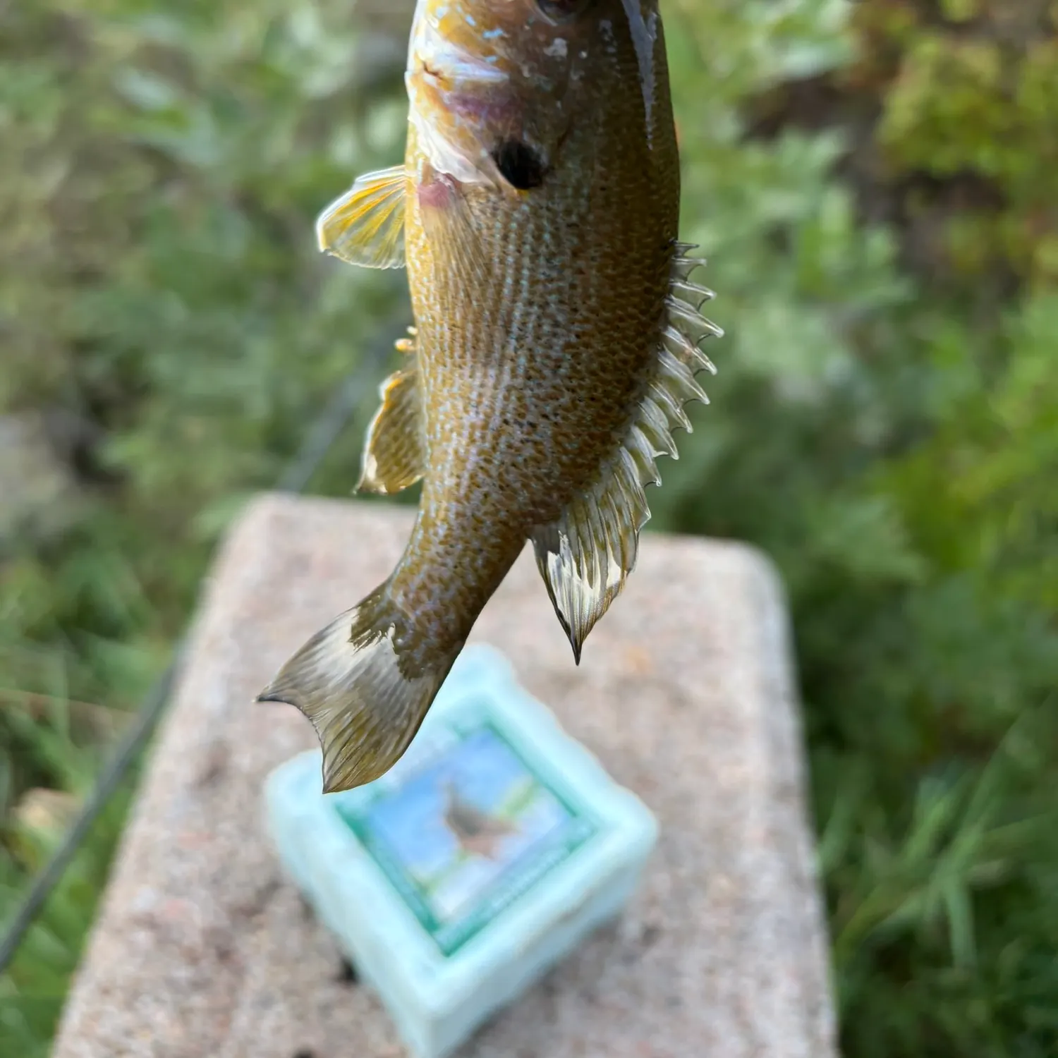 Green sunfish caught on Fishbrain