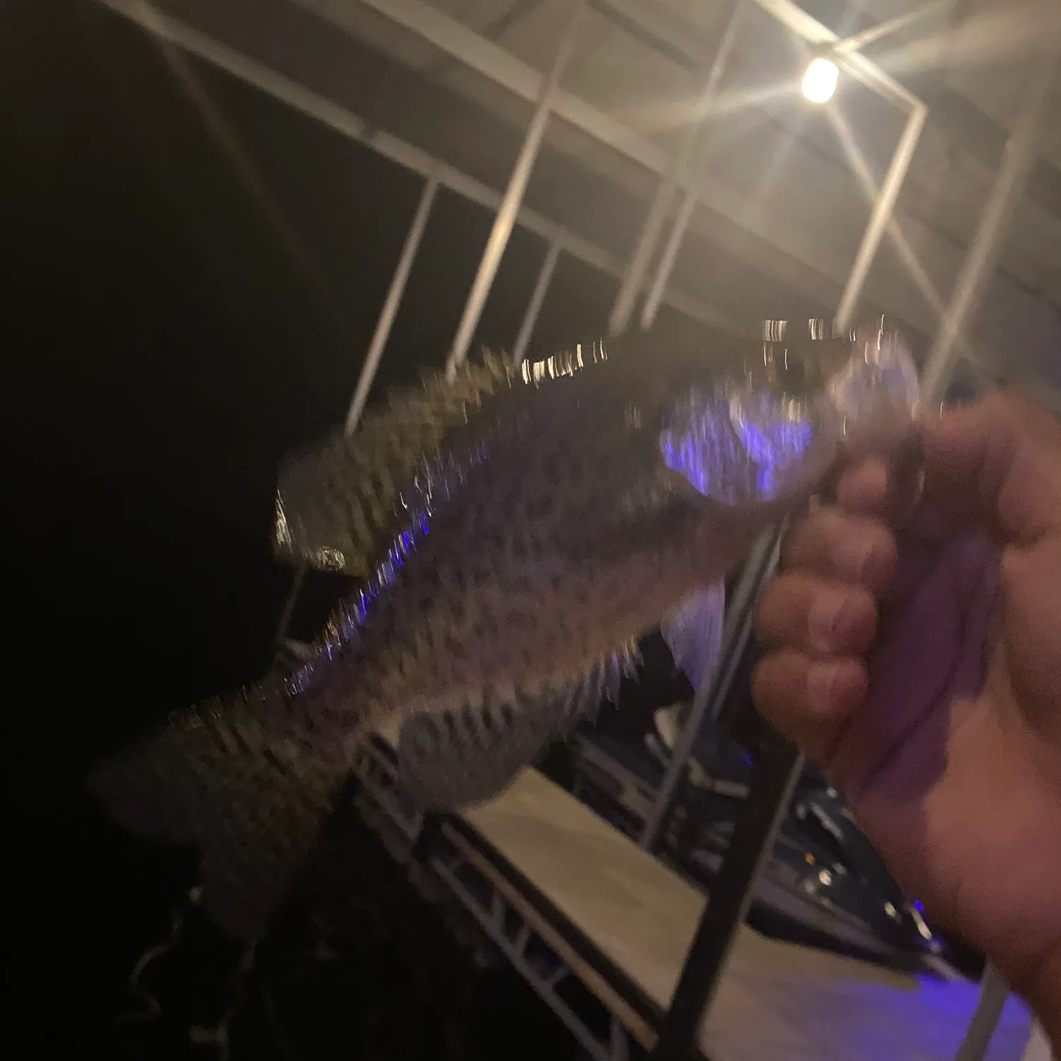 Black crappie caught on Fishbrain