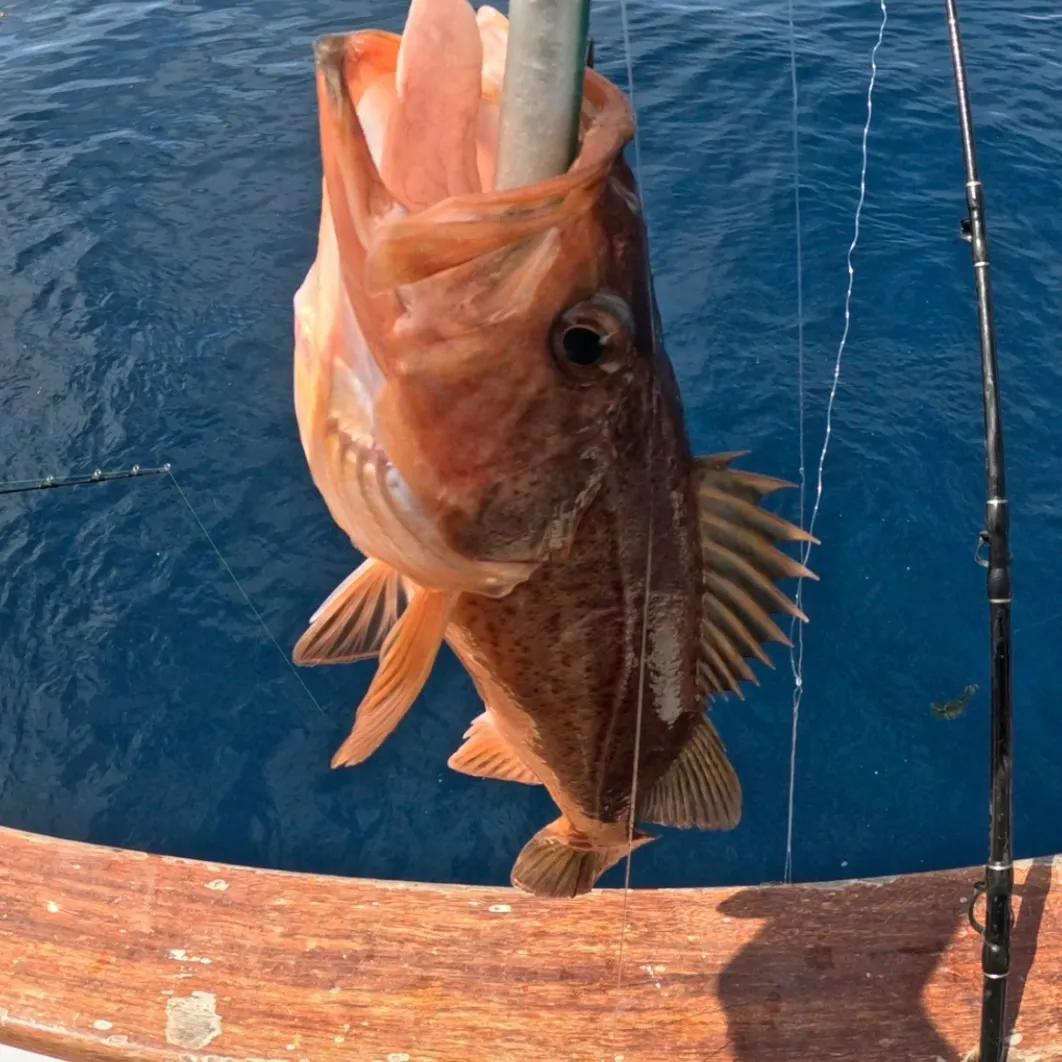 The most recent Bocaccio rockfish catches on Fishbrain