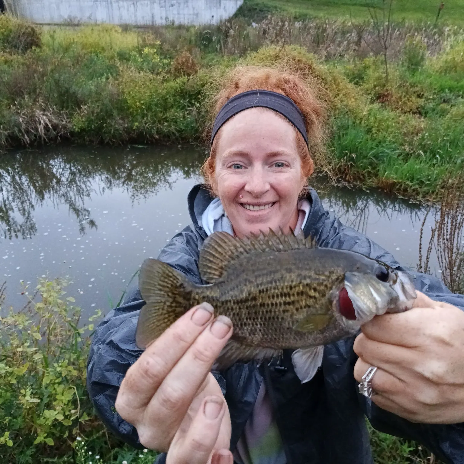 Rock bass caught on Fishbrain