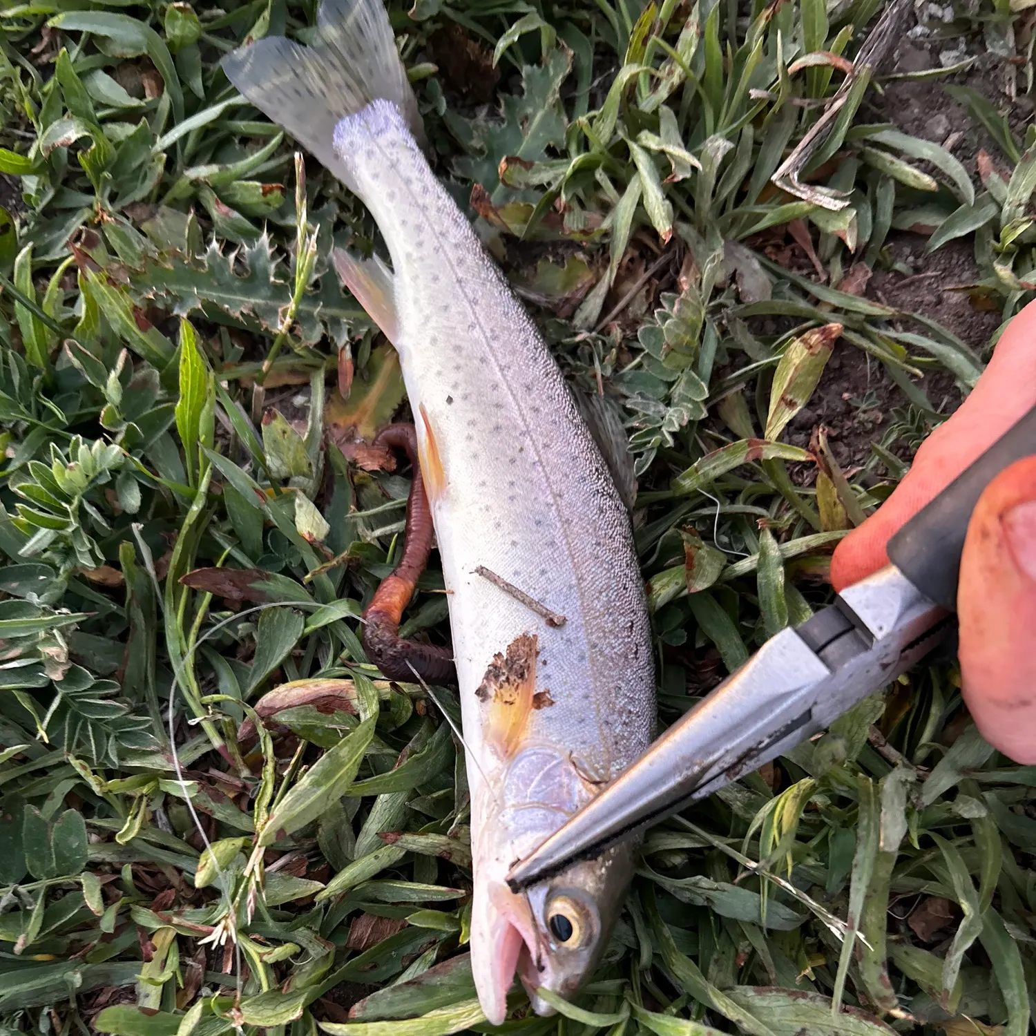 catch