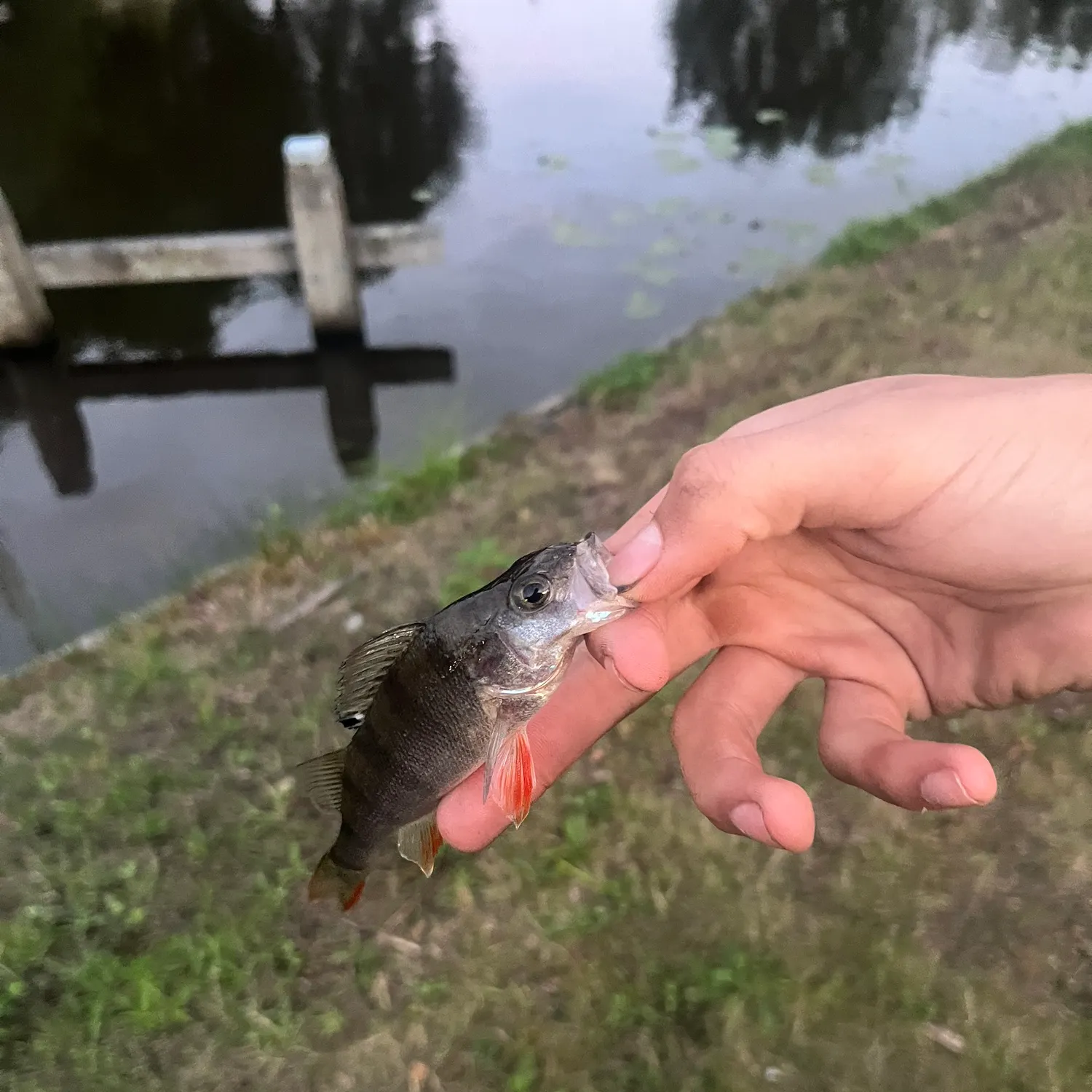European perch caught on Fishbrain
