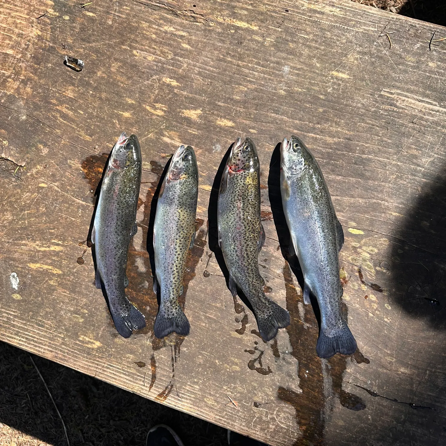 recently logged catches