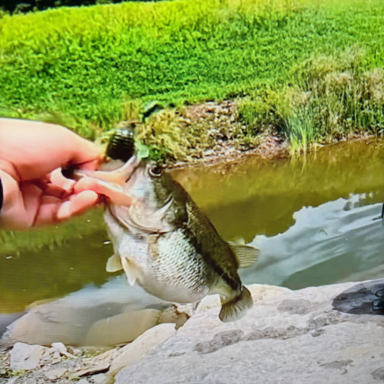 The most recent Great white shark catches on Fishbrain