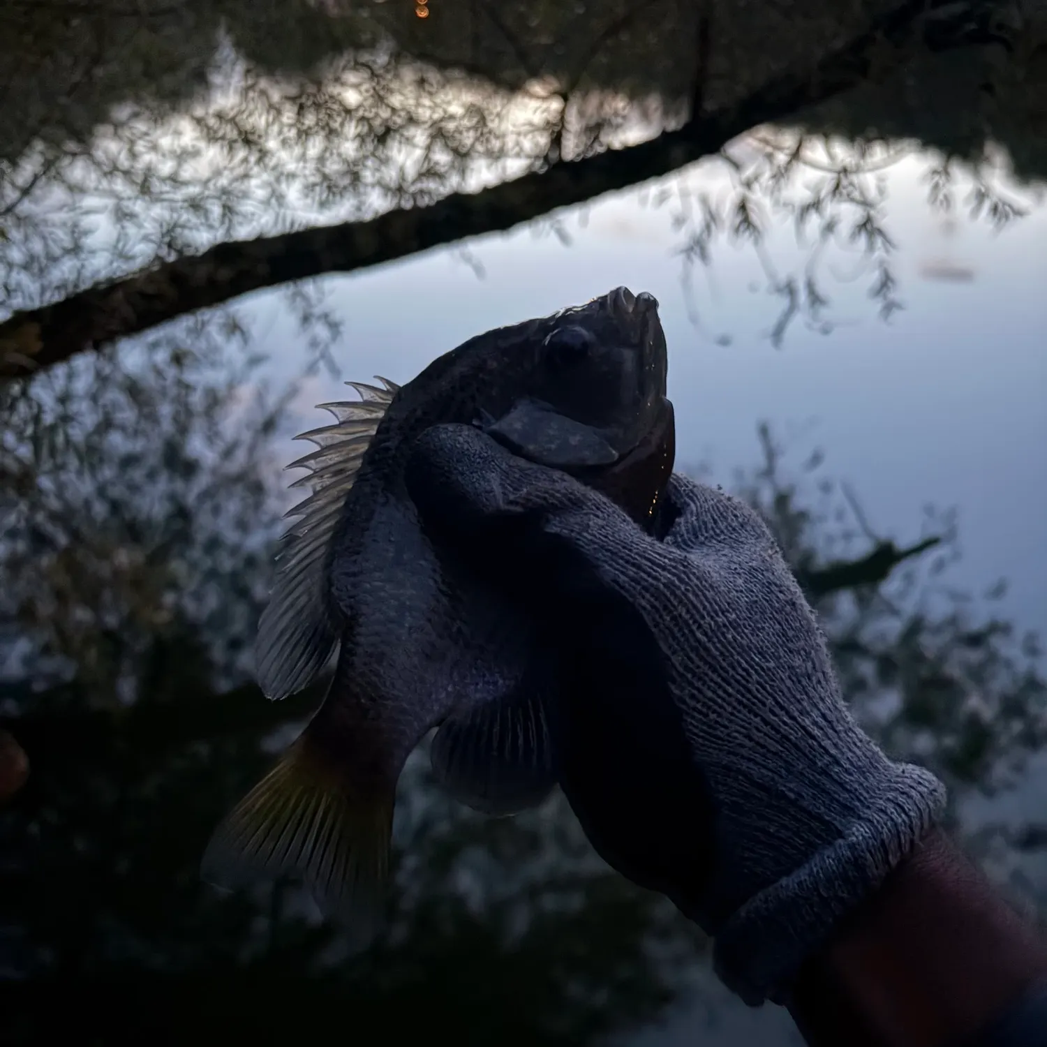 Bluegill caught on Fishbrain