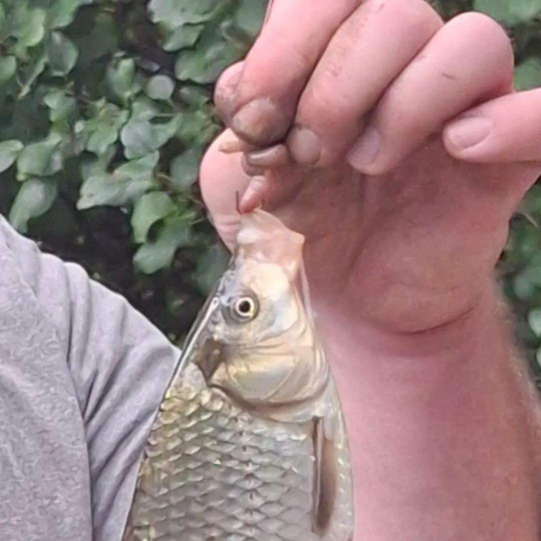 The most recent Ghost carp catches on Fishbrain