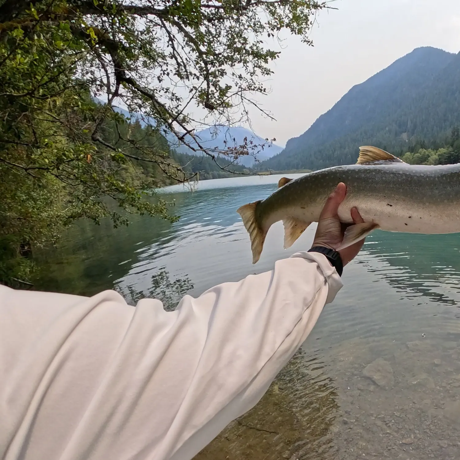 Bull trout caught on Fishbrain