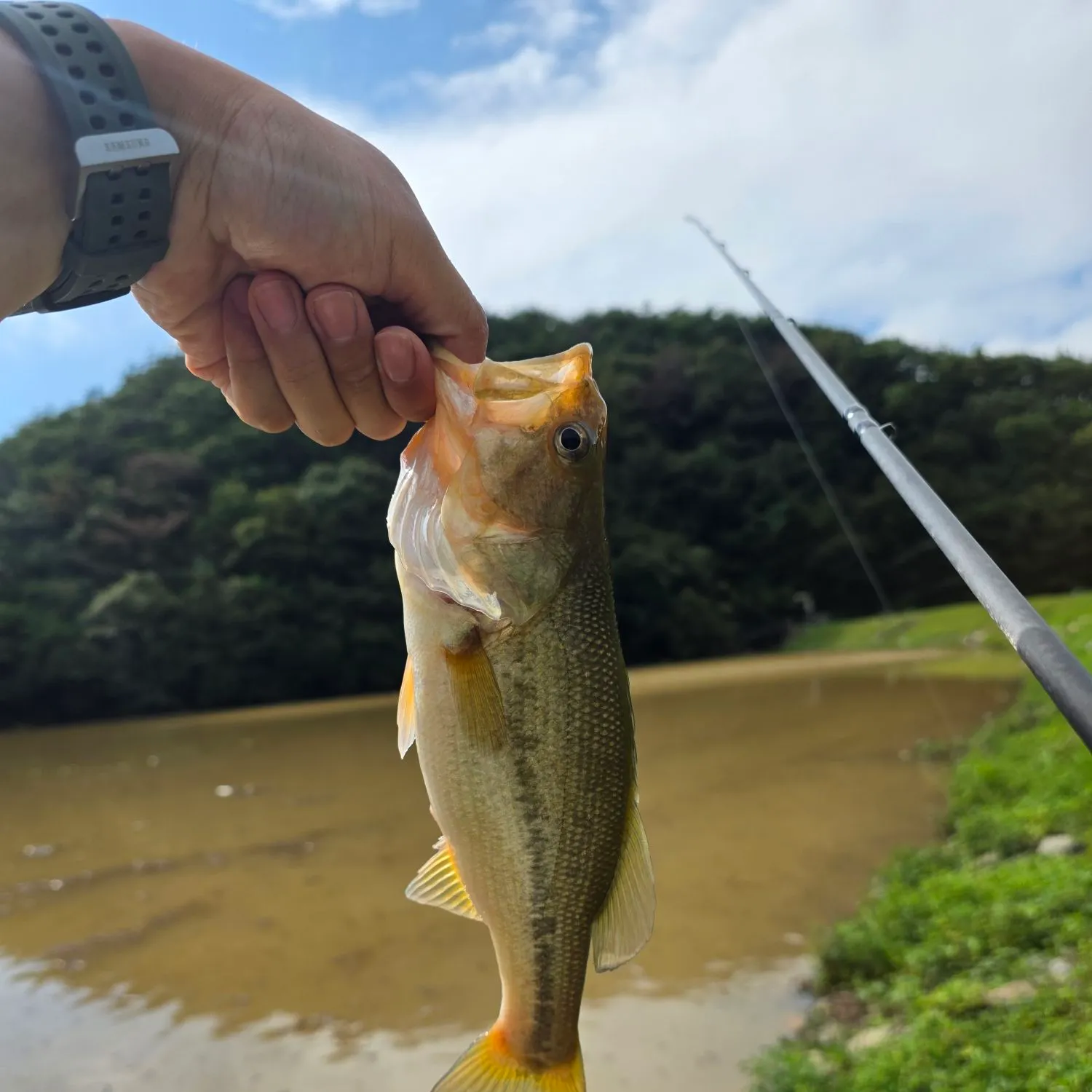 Largemouth bass caught on Fishbrain