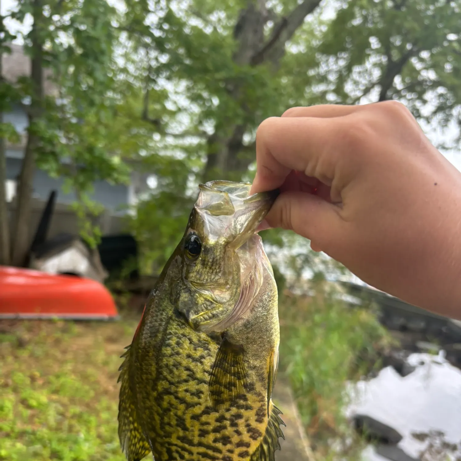 catch