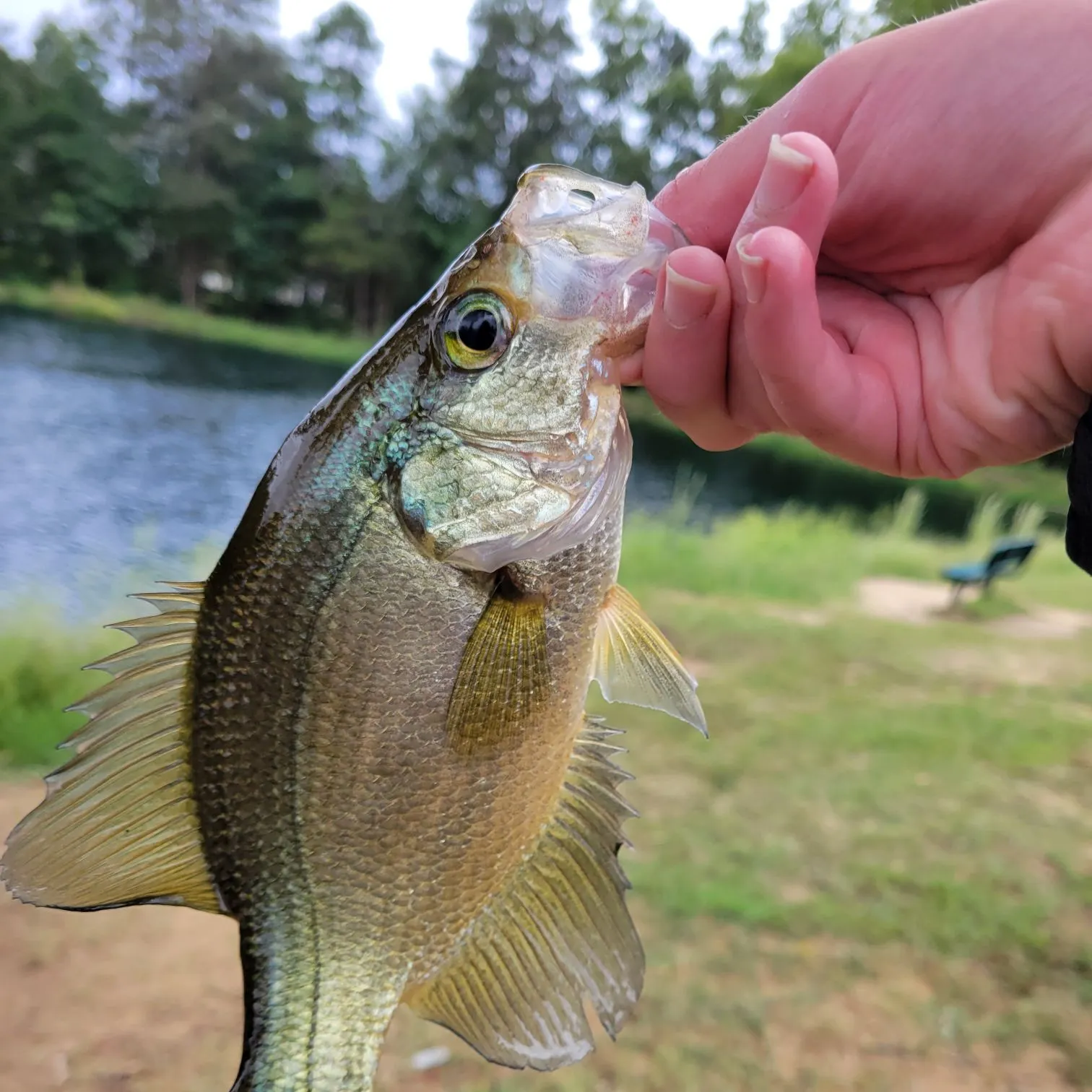 Black crappie caught on Fishbrain