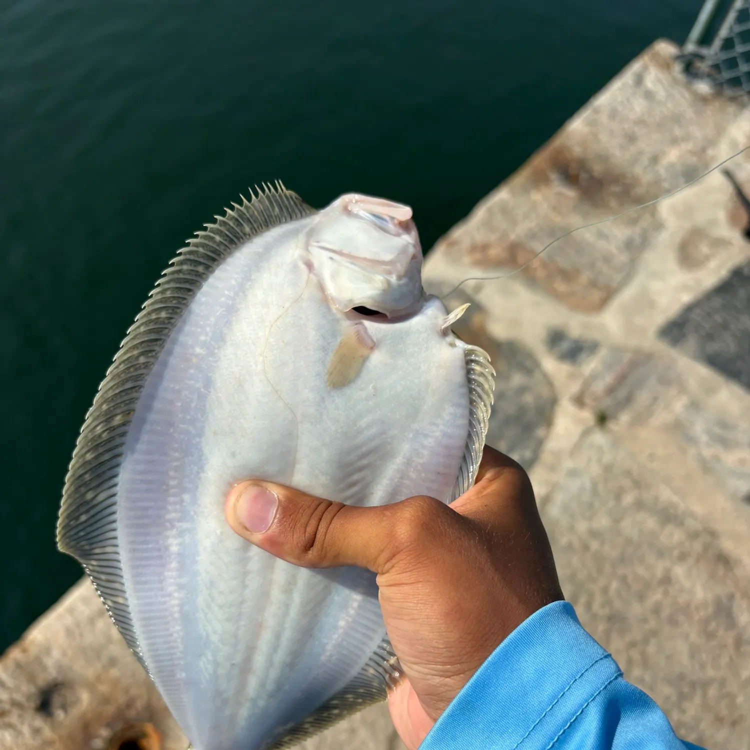The most recent Summer flounder catches on Fishbrain
