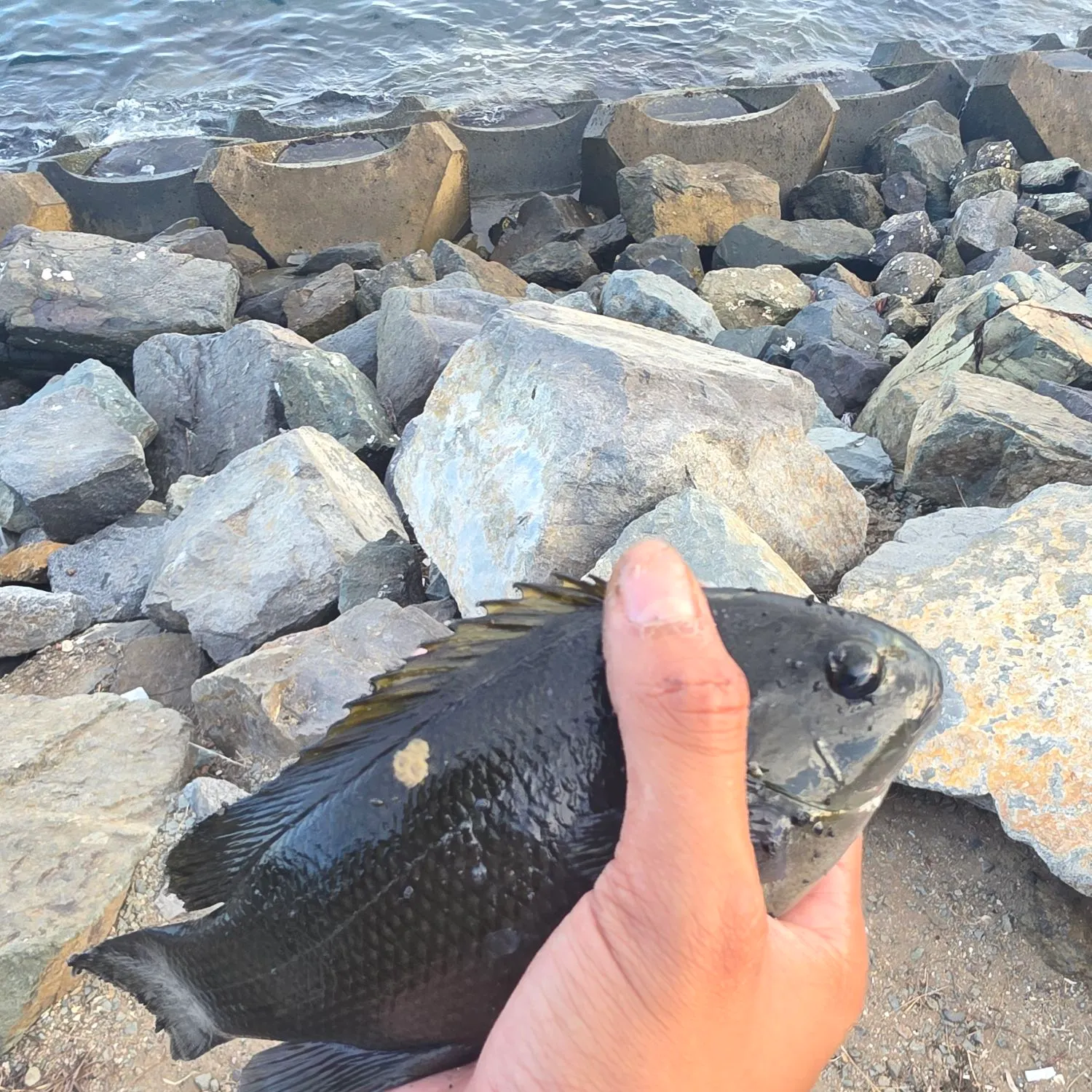 The most recent Opaleye catches on Fishbrain