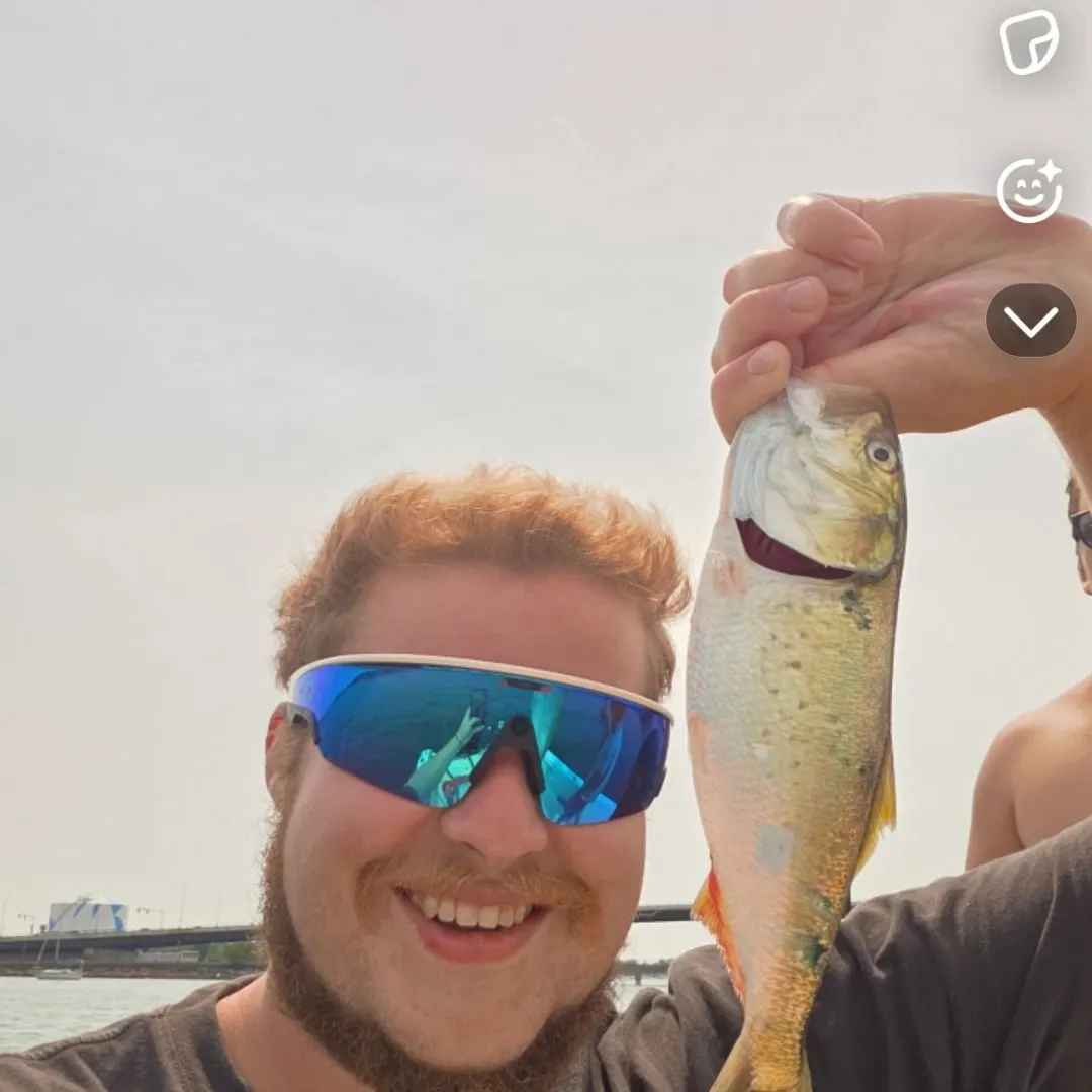The most recent Atlantic menhaden catches on Fishbrain