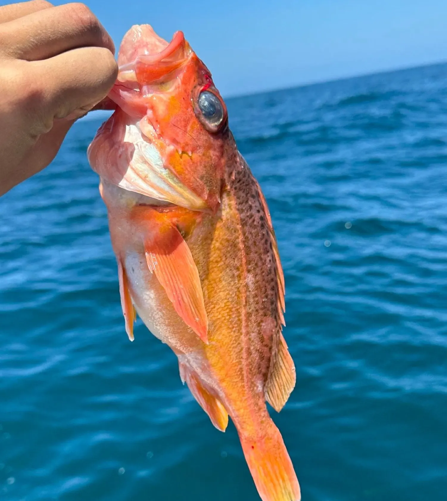 The most popular recent Greenspotted rockfish catch on Fishbrain