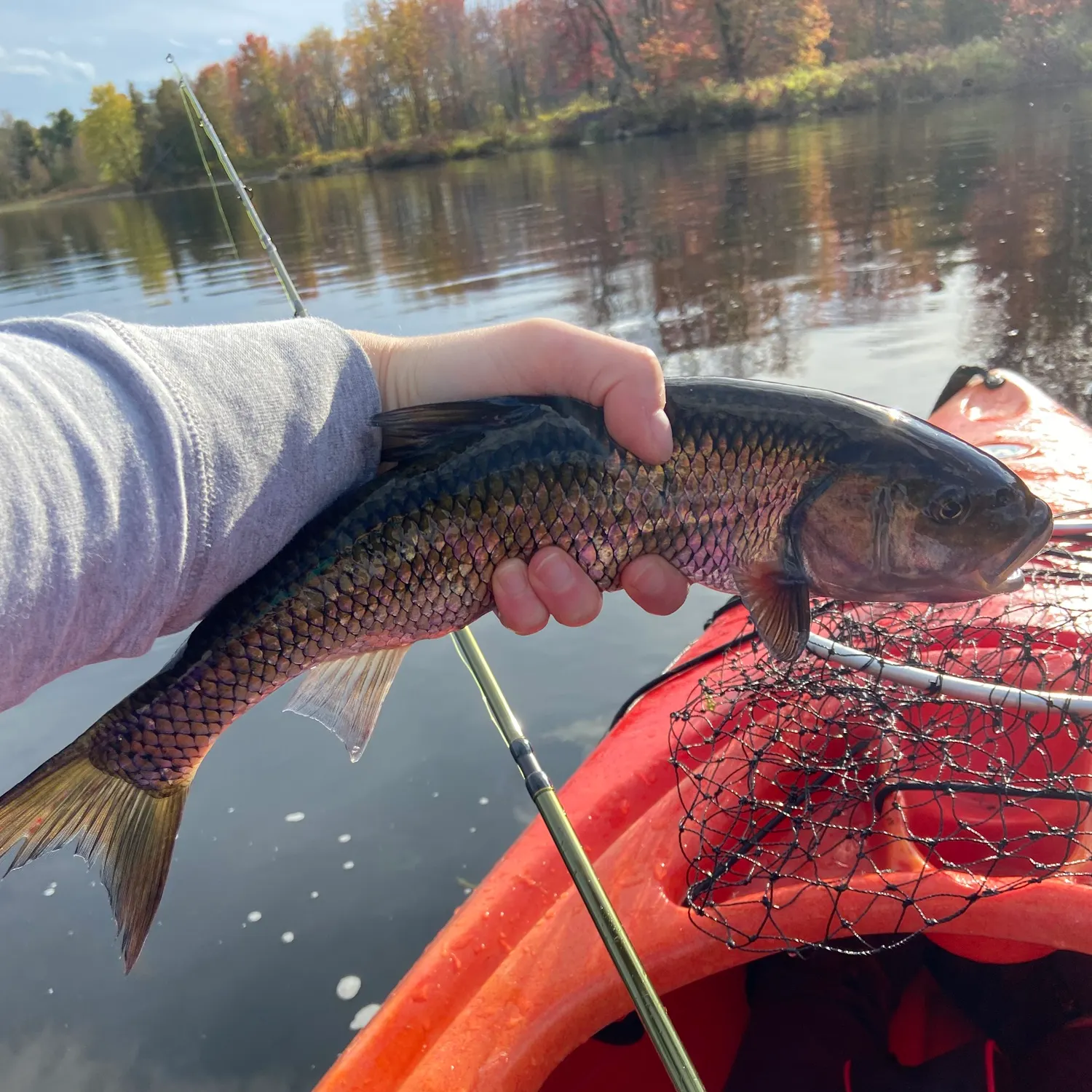 Fallfish caught on Fishbrain