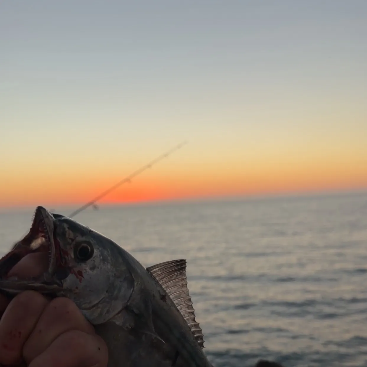 Pacific bonito caught on Fishbrain