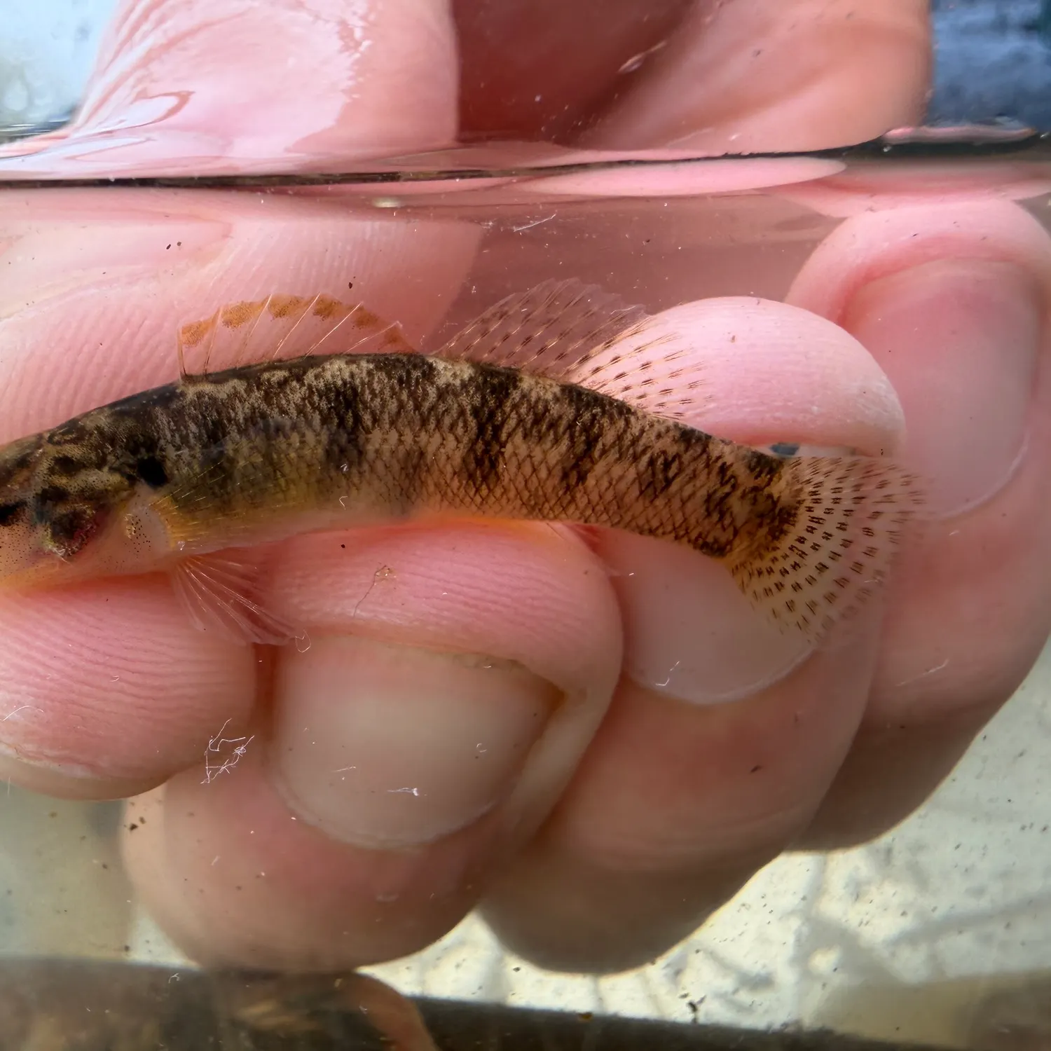 The most recent Carolina fantail darter catches on Fishbrain