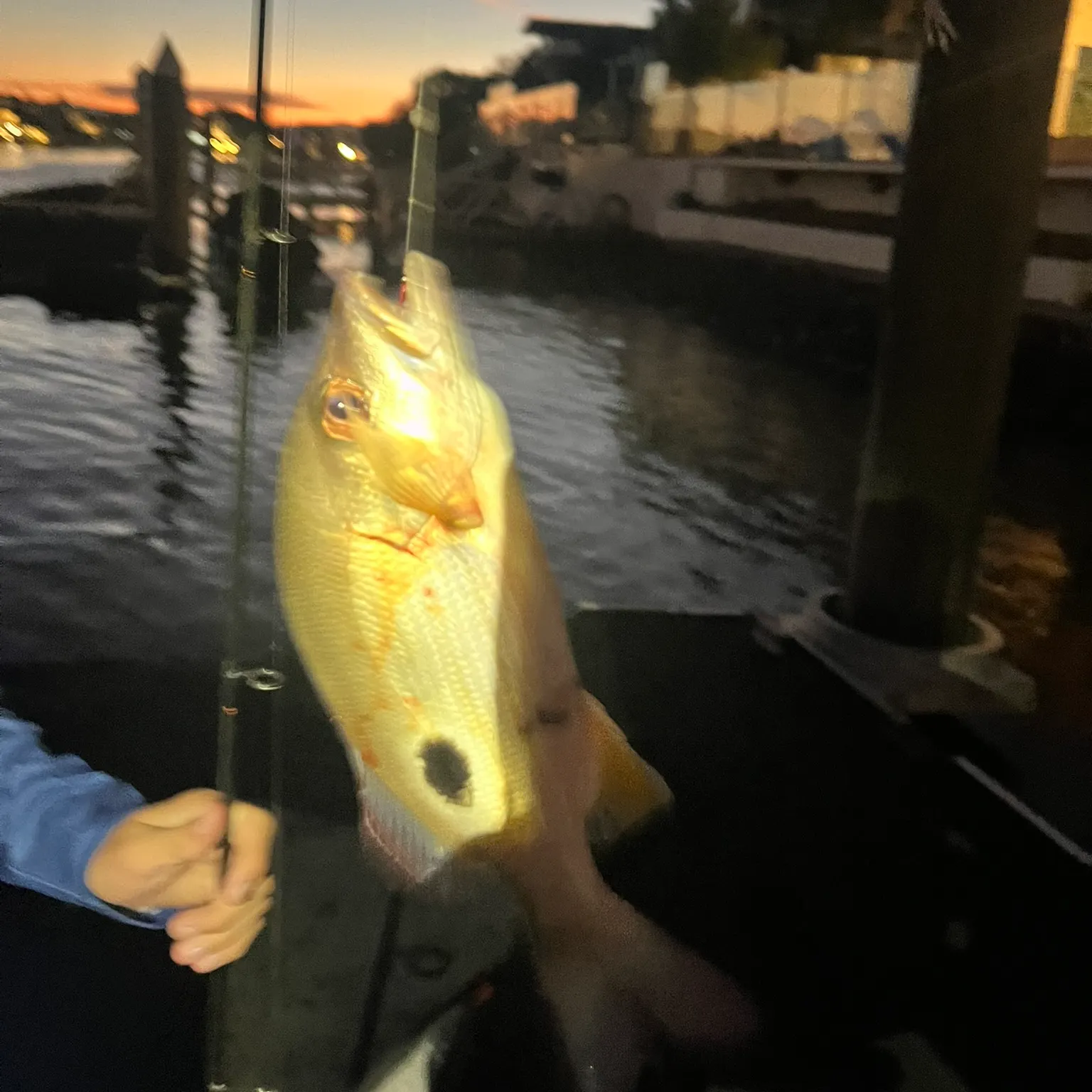 The most recent Moses perch catches on Fishbrain