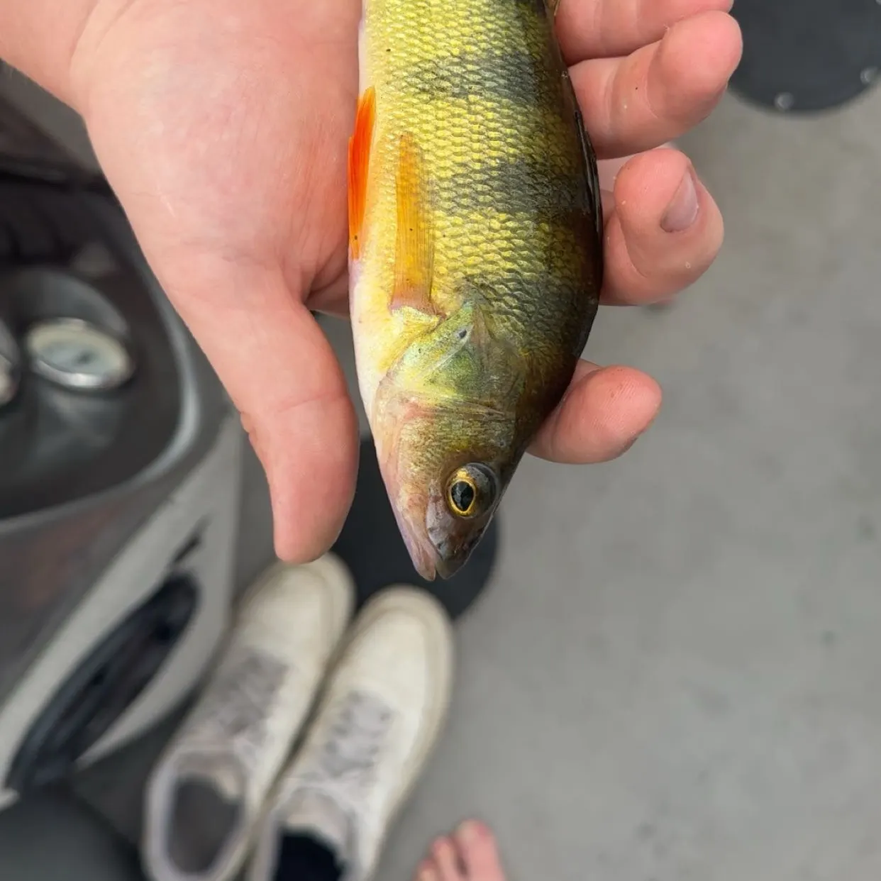 Yellow perch caught on Fishbrain