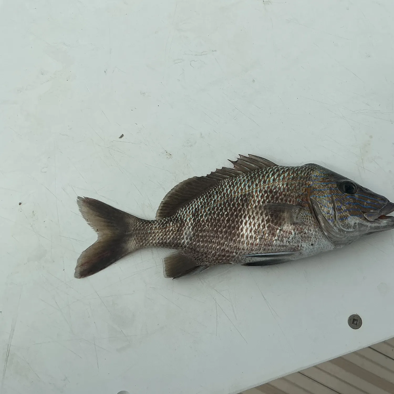 The most recent Grass porgy catches on Fishbrain