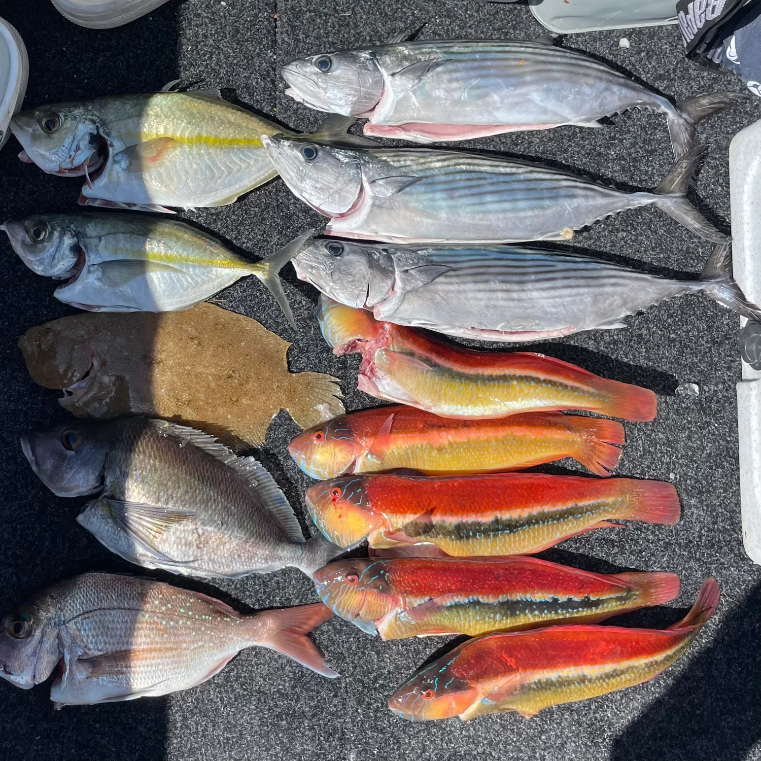 Fish caught on Fishbrain