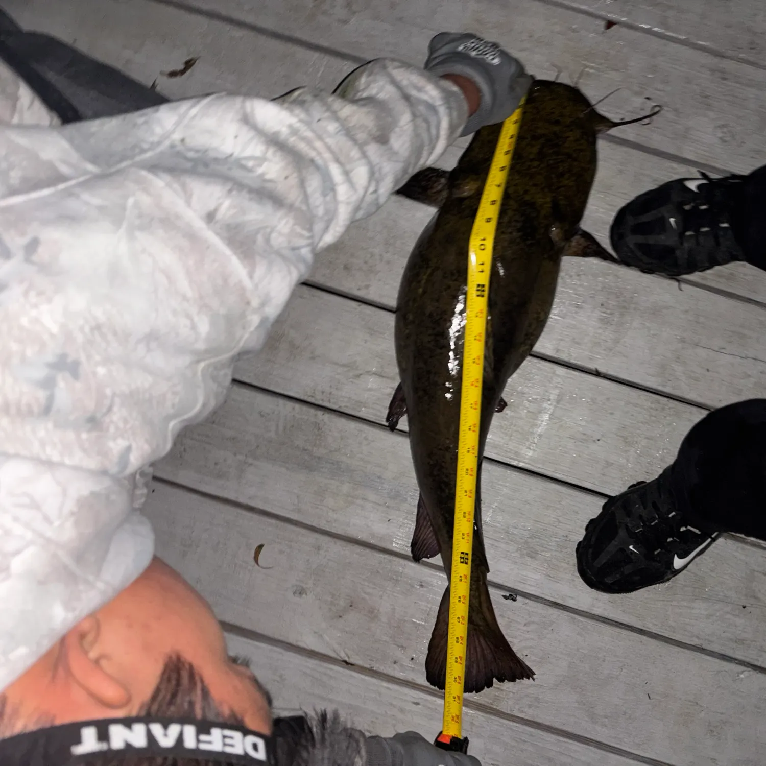 Flathead catfish caught on Fishbrain