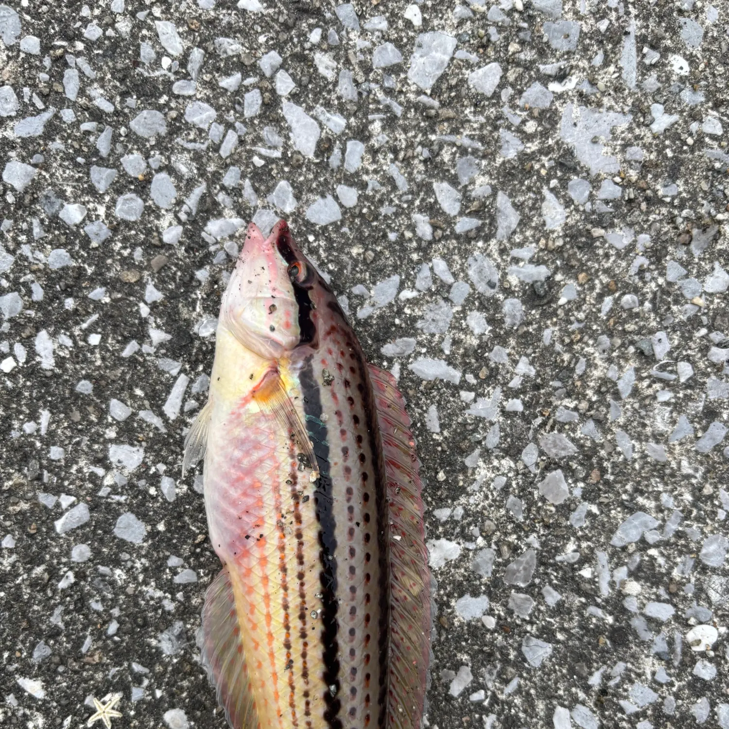 The most recent Parajulis poecilepterus catches on Fishbrain