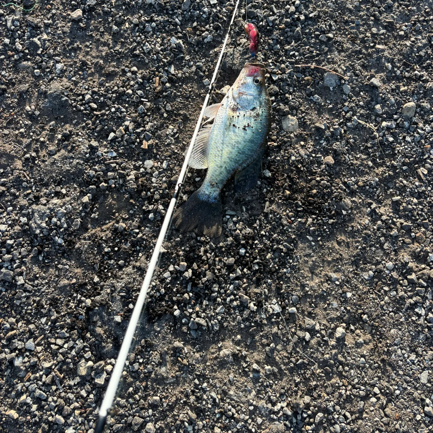 White crappie caught on Fishbrain