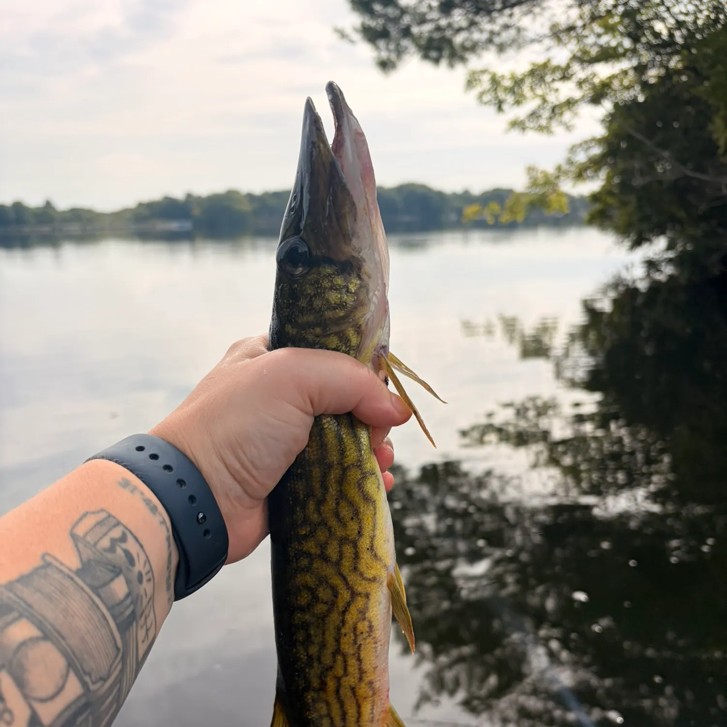 Chain pickerel caught on Fishbrain