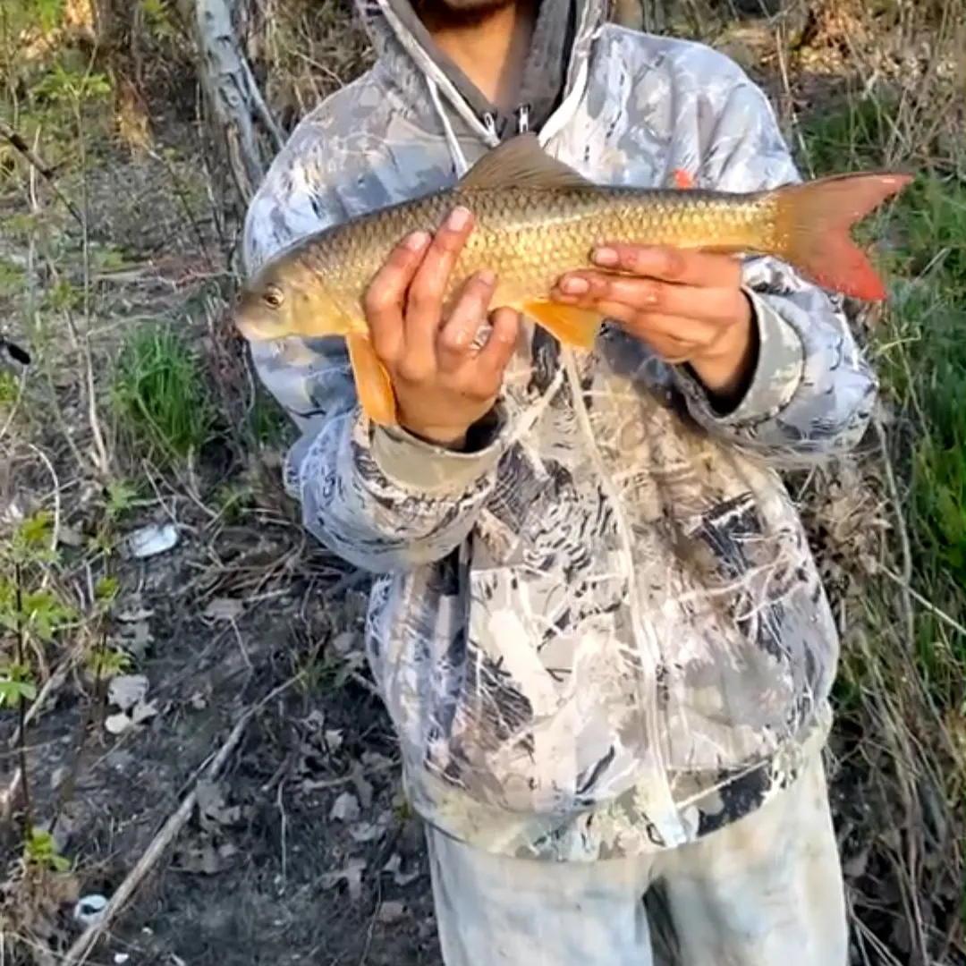 The most recent Greater redhorse catches on Fishbrain