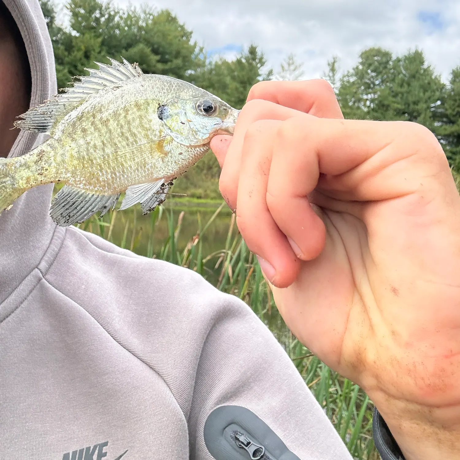 Bluegill caught on Fishbrain