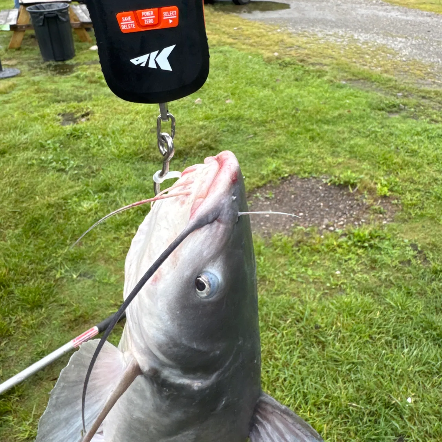 Channel catfish caught on Fishbrain