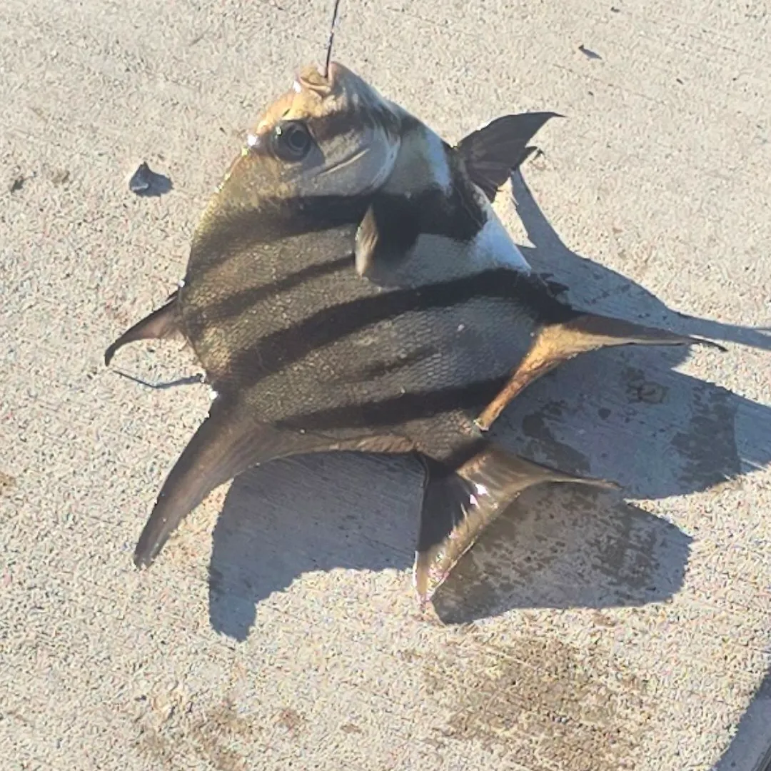 The most recent Atlantic spadefish catches on Fishbrain