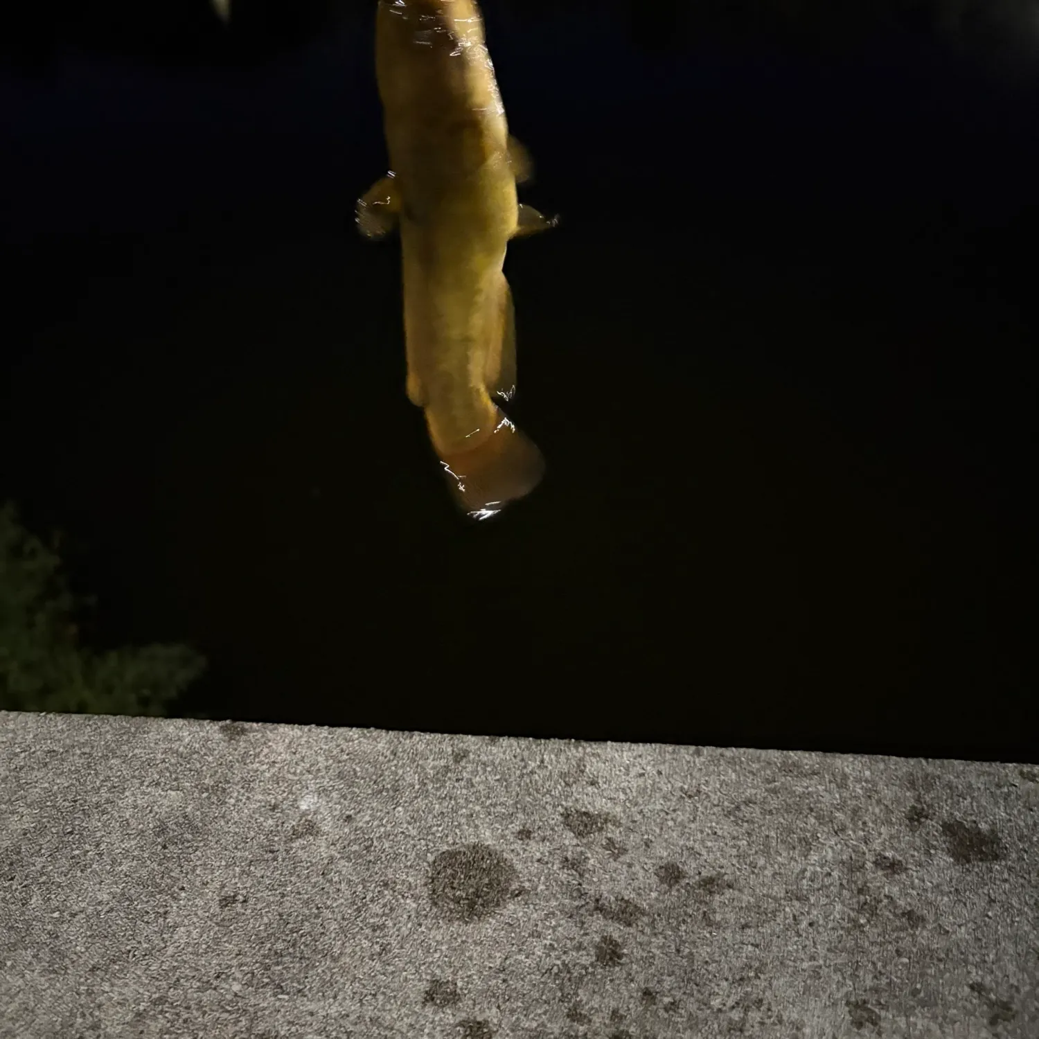 Yellow bullhead caught on Fishbrain