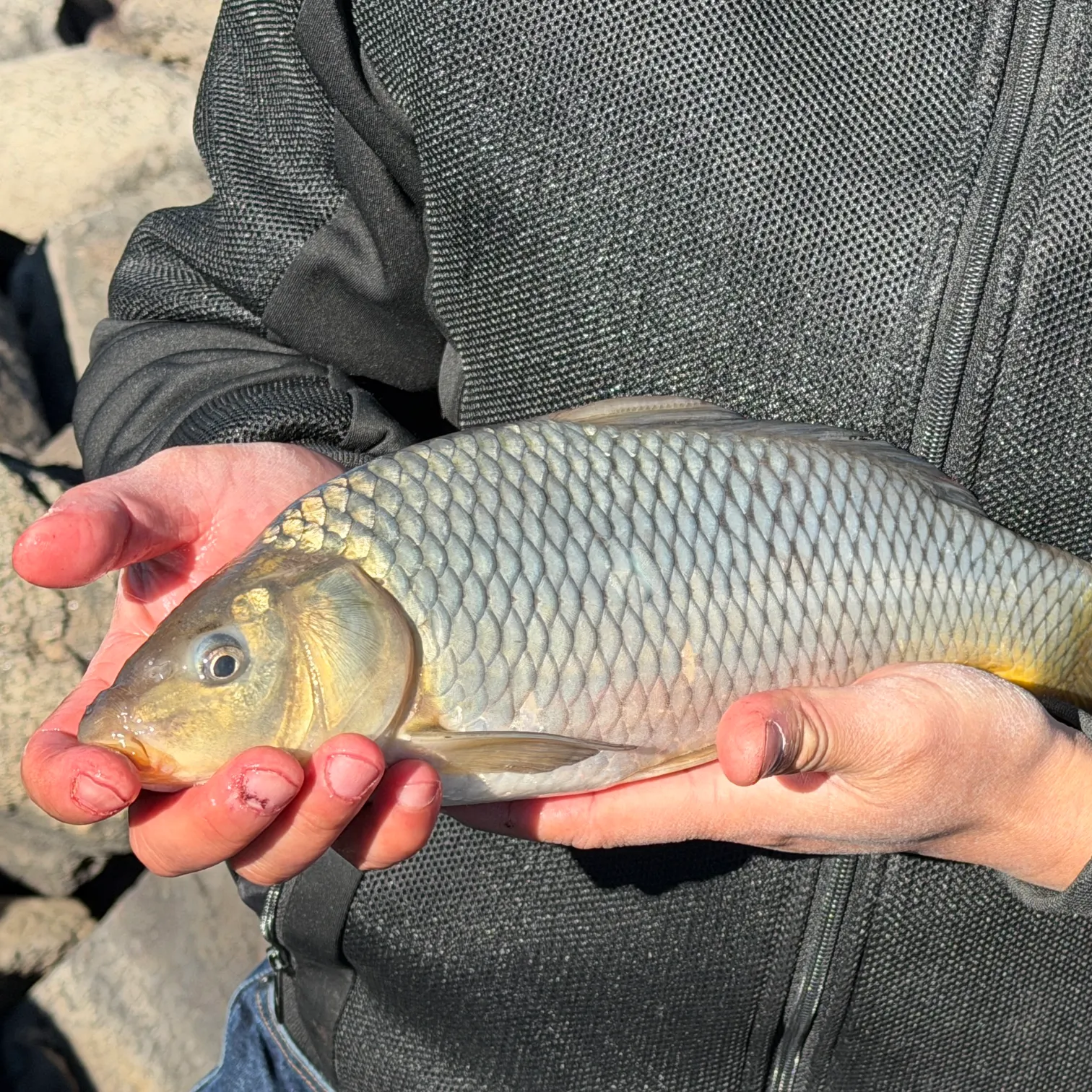 The most recent Common carp catches on Fishbrain