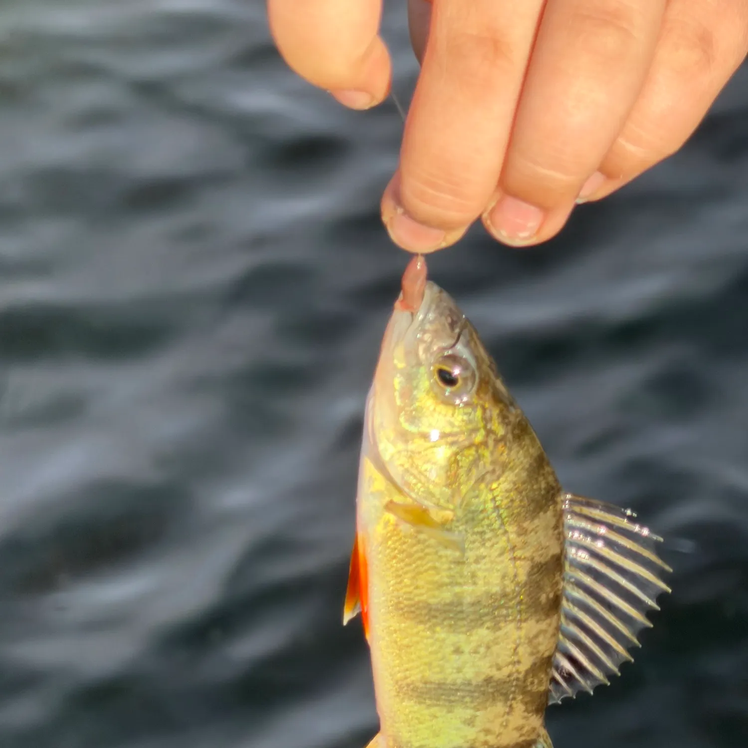 Yellow perch caught on Fishbrain
