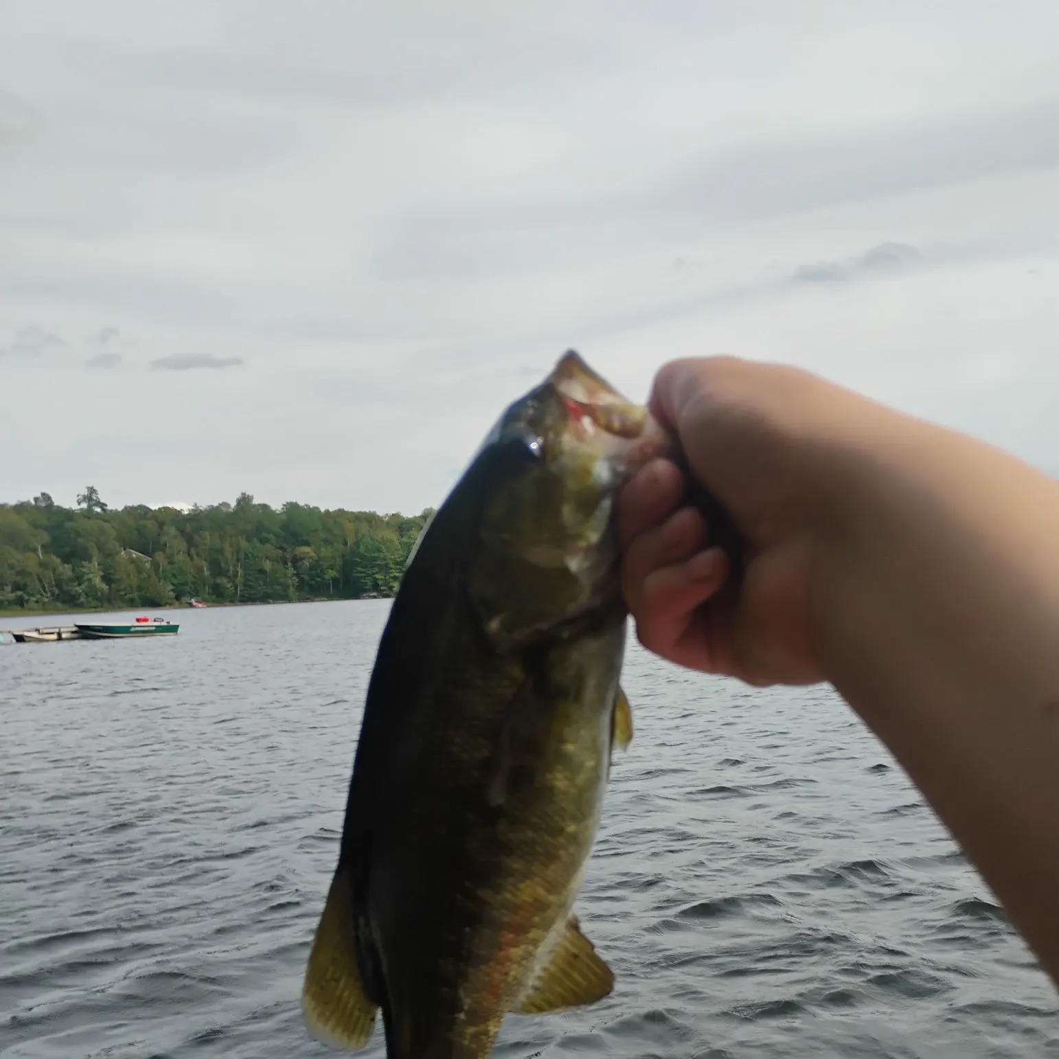Smallmouth bass caught on Fishbrain