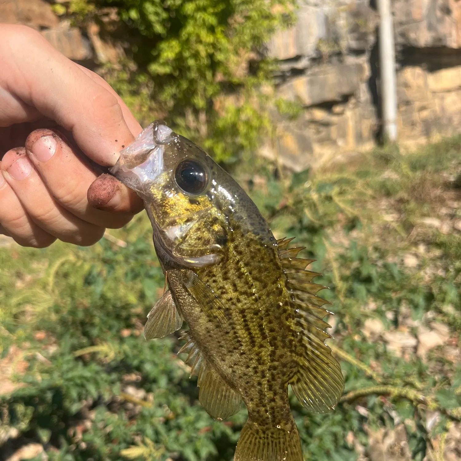 The most recent Ozark bass catches on Fishbrain