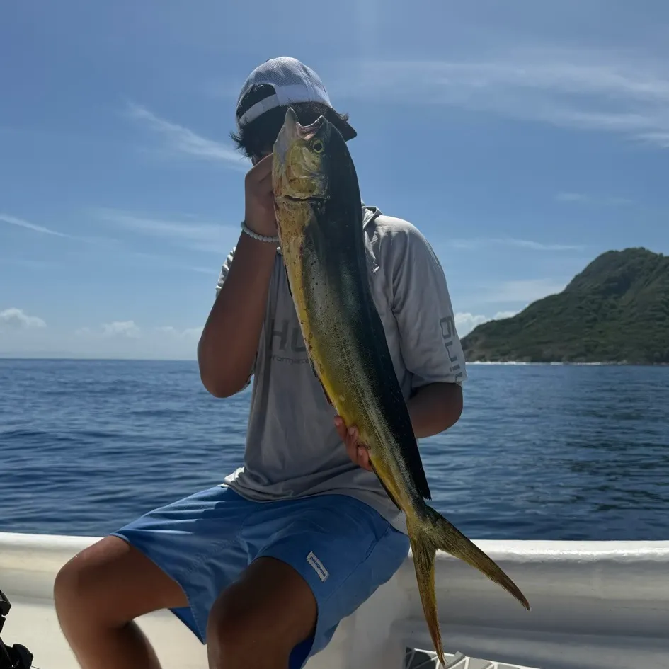 Common dolphinfish caught on Fishbrain